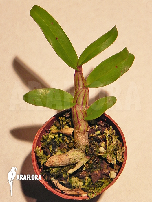 Dendrobium pulchellum