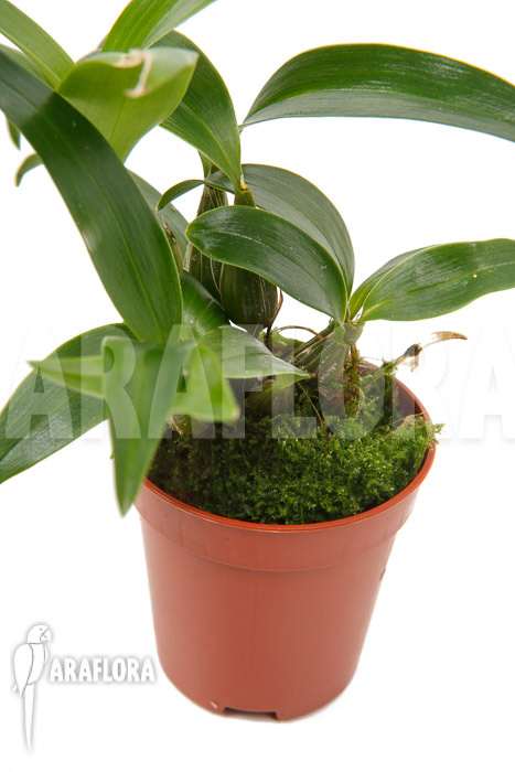 Dendrobium rhodostictum