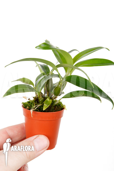 Dendrobium rhodostictum