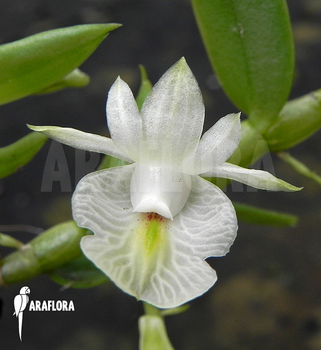 Dendrobium trinervium