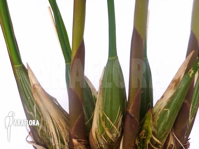 Dendrochilum cobbianum