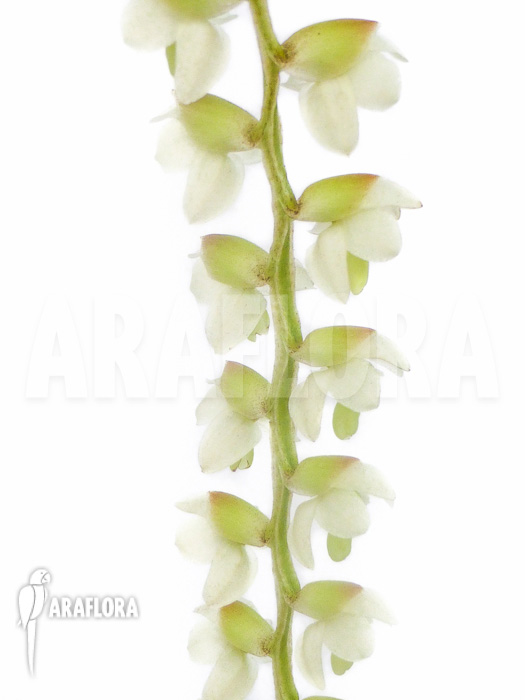 Dendrochilum cobbianum