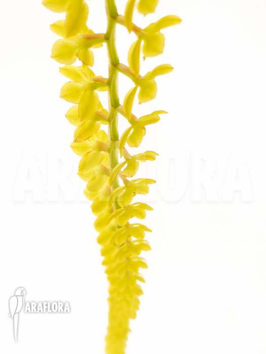 Dendrochilum filiforme flower