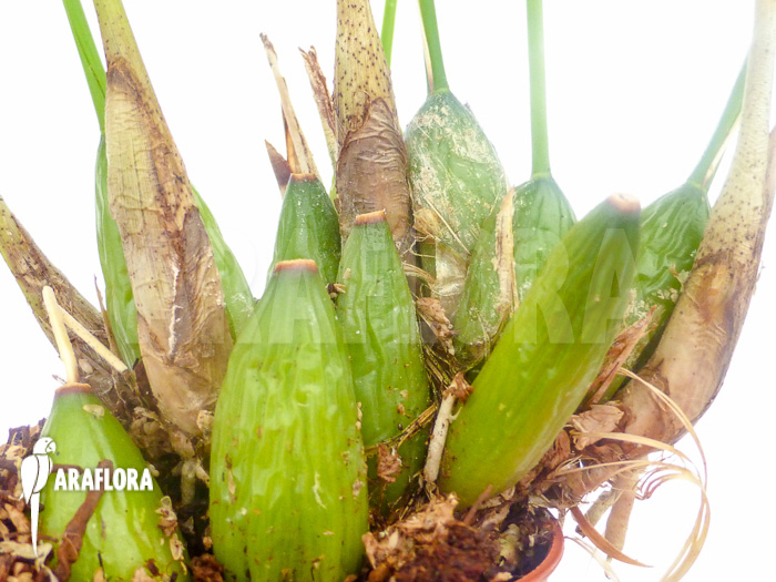 Dendrochilum filiforme Starter