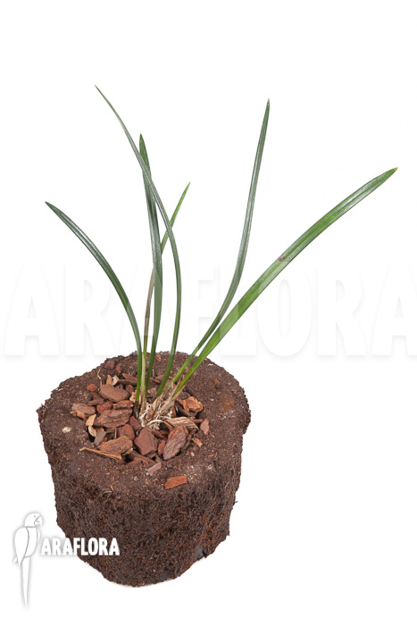 Dendrochilum javieri ‚Yellow‘ ‚Starter‘