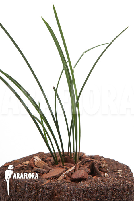 Dendrochilum luzonica ‚Starter‘