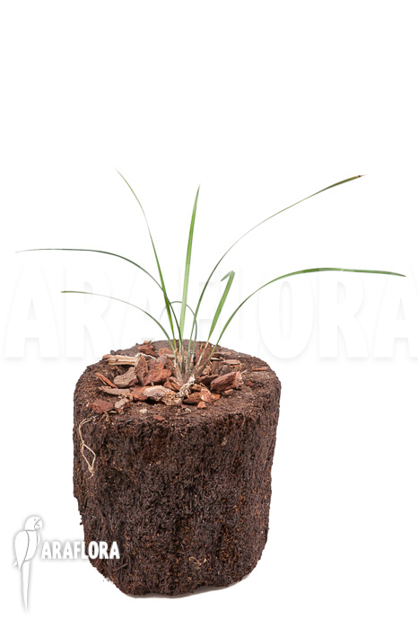 Dendrochilum luzonica ‚Starter‘