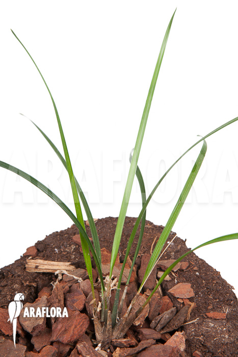 Dendrochilum luzonica ‚Starter‘