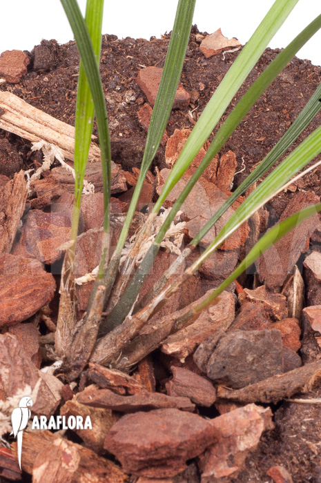 Dendrochilum luzonica ‚Starter‘