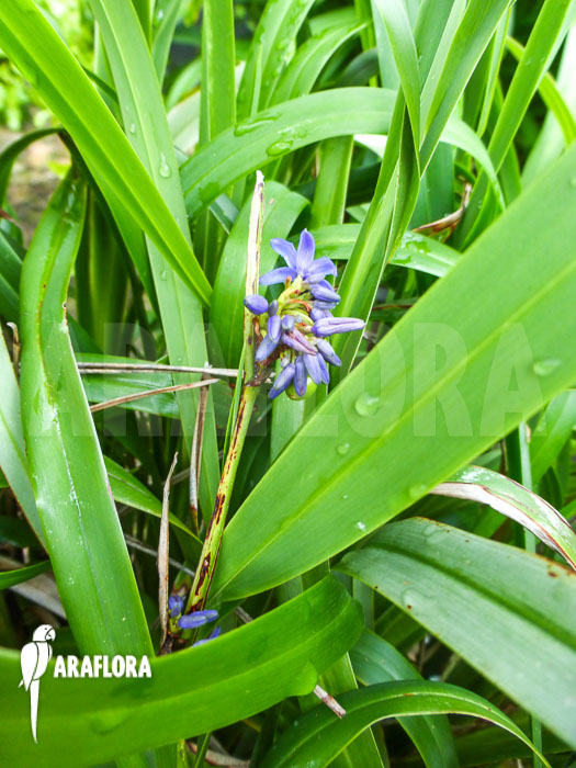 Dianella caerulea