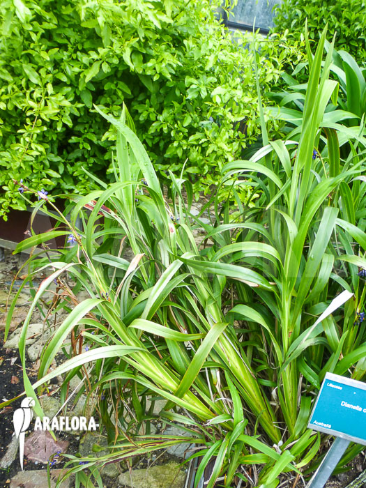 Dianella caerulea