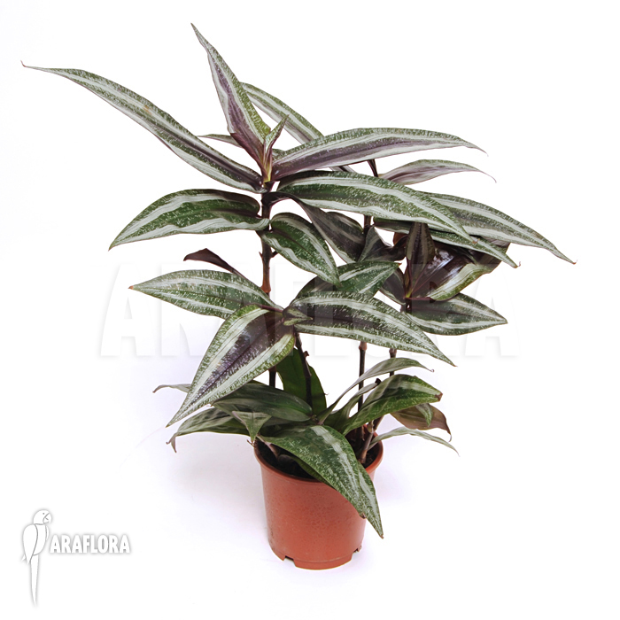 Dichorisandra reginae