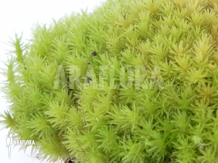 Dicranum species ‚Tropical pillow moss‘