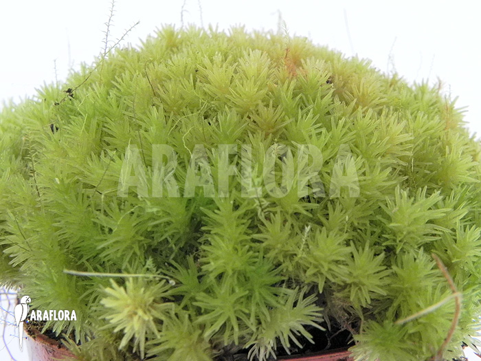 Dicranum species ‚Tropical pillow moss‘