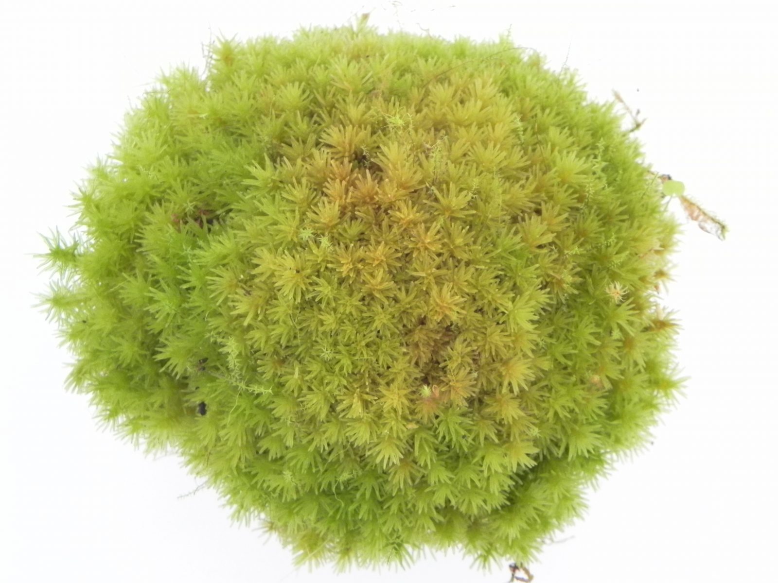 Dicranum species ‚Tropical pillow moss‘