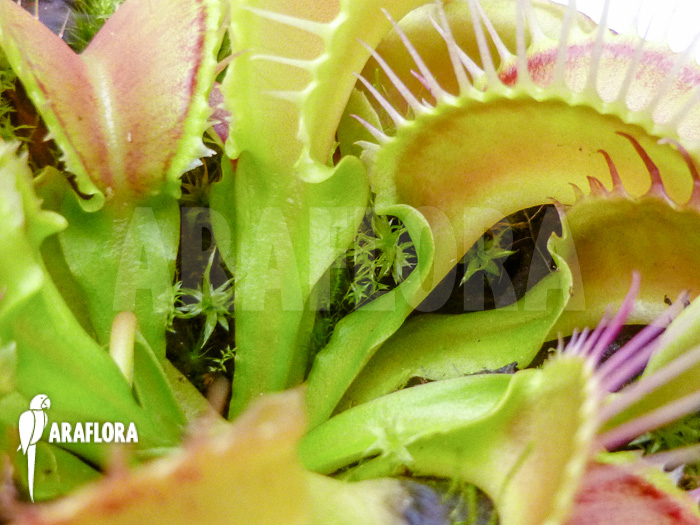 Dionaea muscipula Acer