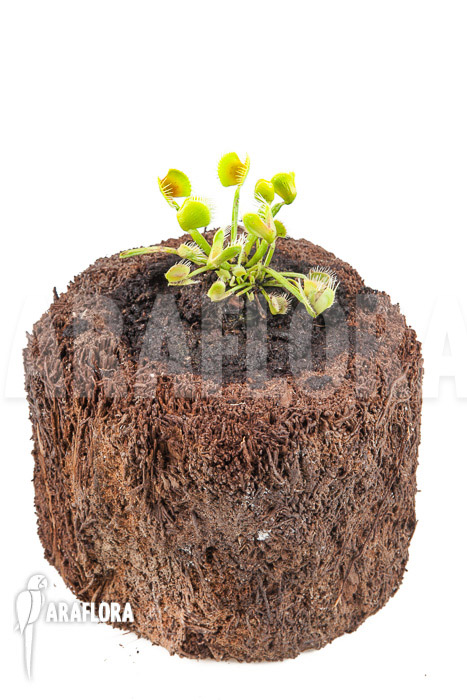 Dionaea muscipula ‚Airback‘