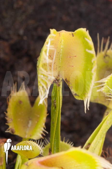 Dionaea muscipula ‚Airback‘