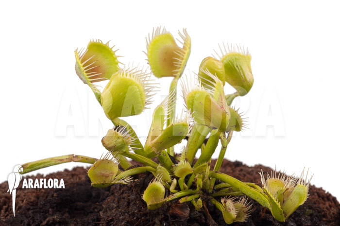 Dionaea muscipula ‚Airback‘