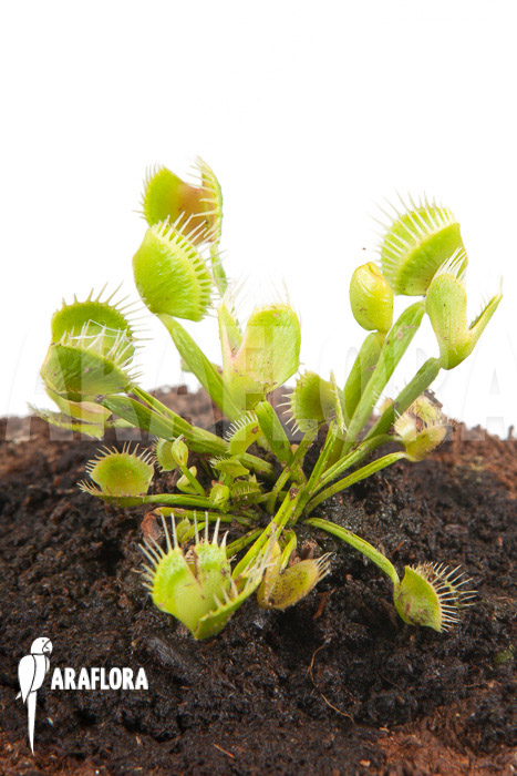 Dionaea muscipula ‚Airback‘