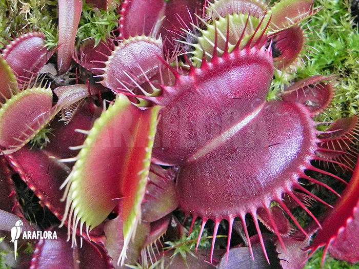 Dionaea muscipula ‚Akai ryu‘ ‚XL‘