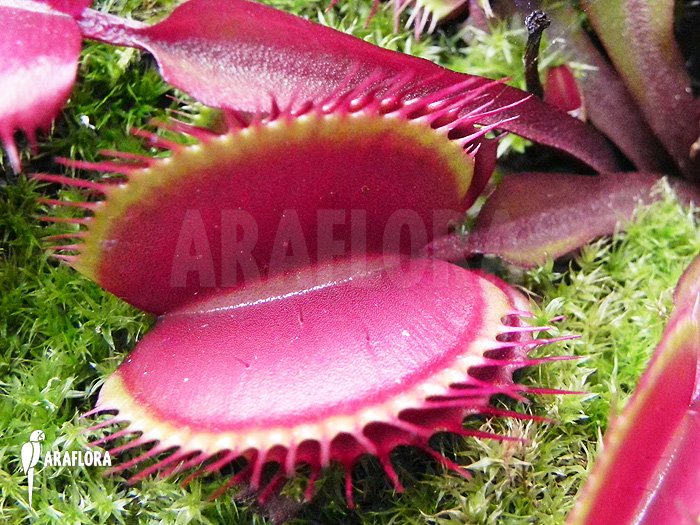 Dionaea muscipula ‚Akai ryu‘ ‚XL‘