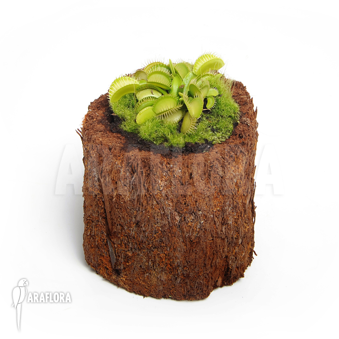 Dionaea muscipula ‚All green‘