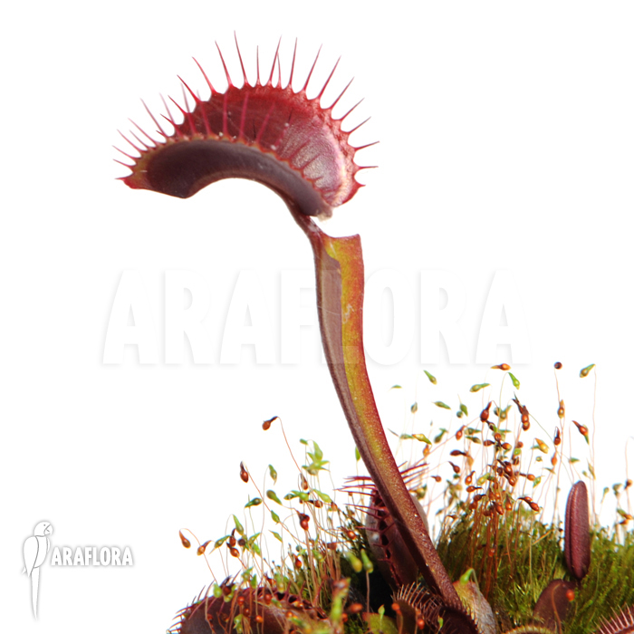 Dionaea muscipula ‚All red‘