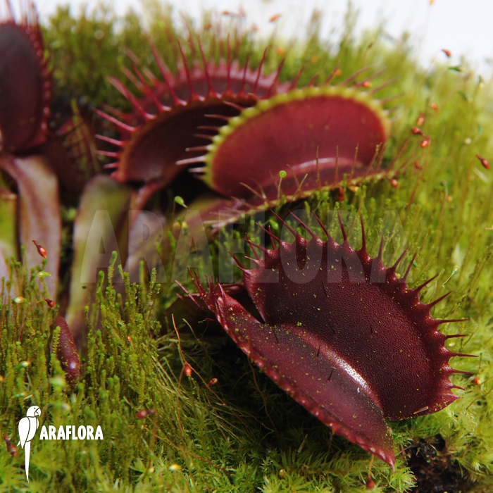 Dionaea muscipula ‚All red‘
