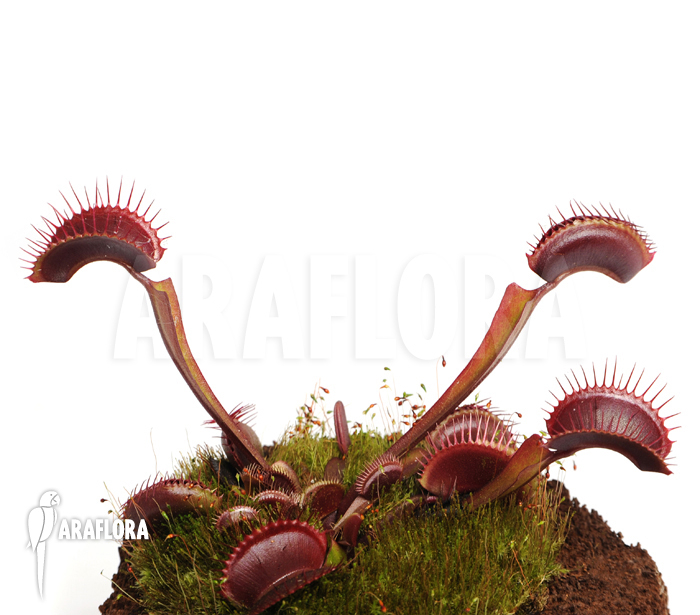Dionaea muscipula ‚All red‘