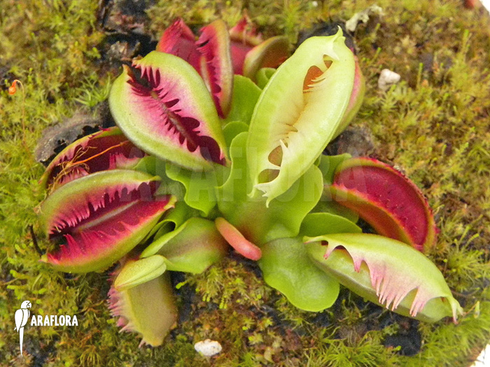 Dionaea muscipula ‚Anamone‘