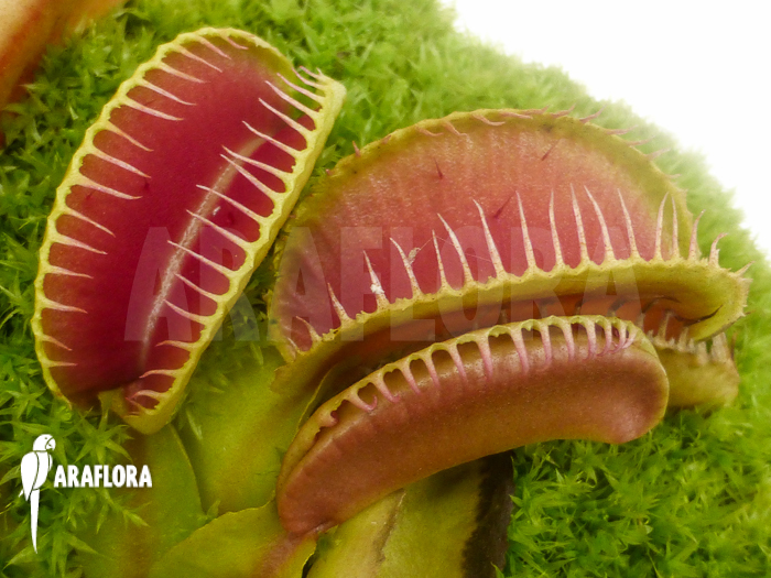 Dionaea muscipula Arasmile