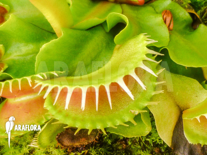 Dionaea muscipula ‚Assher‘