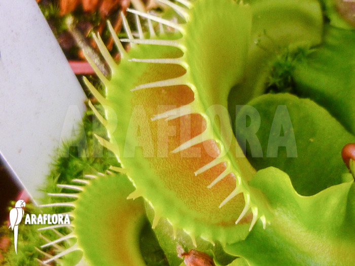 Dionaea muscipula ‚Assher‘