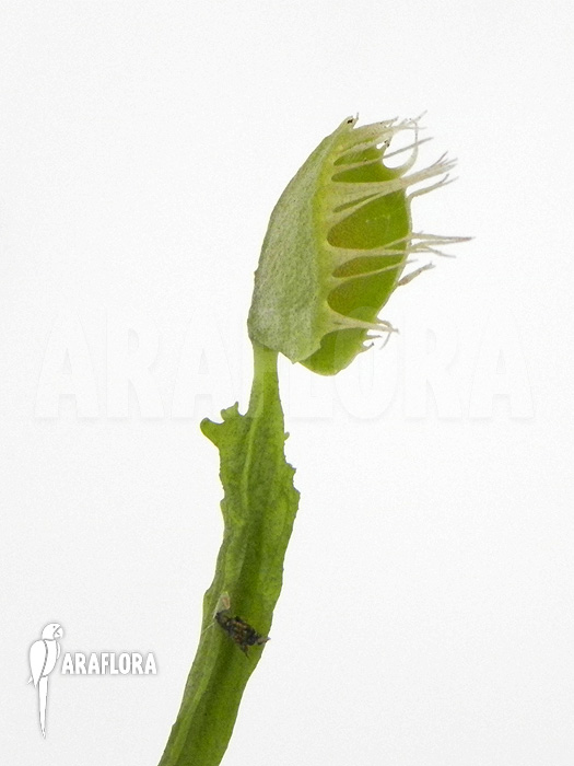 Dionaea muscipula ‚Australian Cup‘