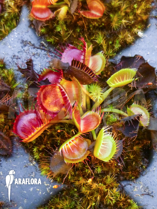 Dionaea muscipula ‚Australian Cup‘ Starter