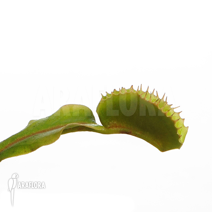 Dionaea muscipula ‚Avator‘