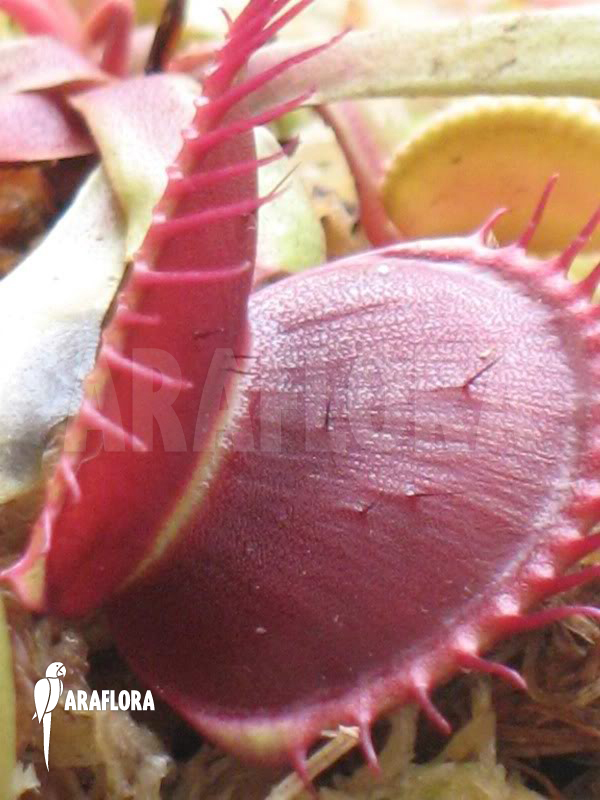 Dionaea muscipula ‚B-52‘