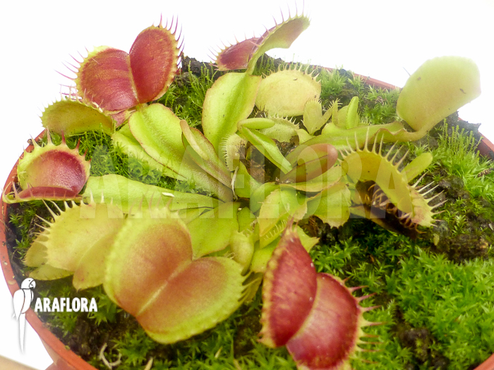 Dionaea muscipula Backtrack