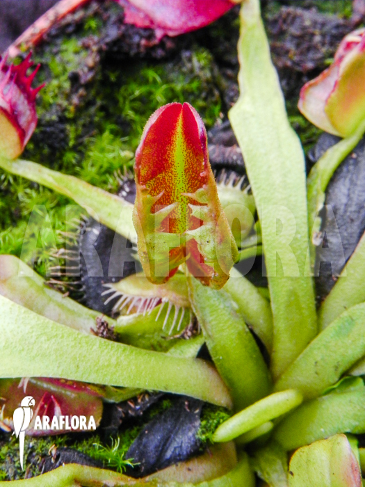 Dionaea muscipula Bad Luck