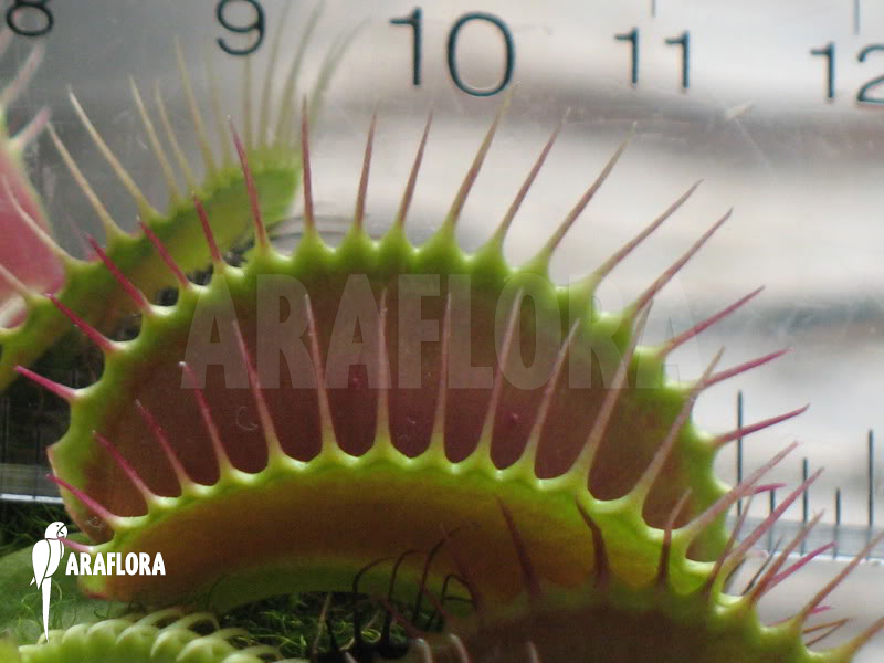 Dionaea muscipula ‚Big Mouth‘