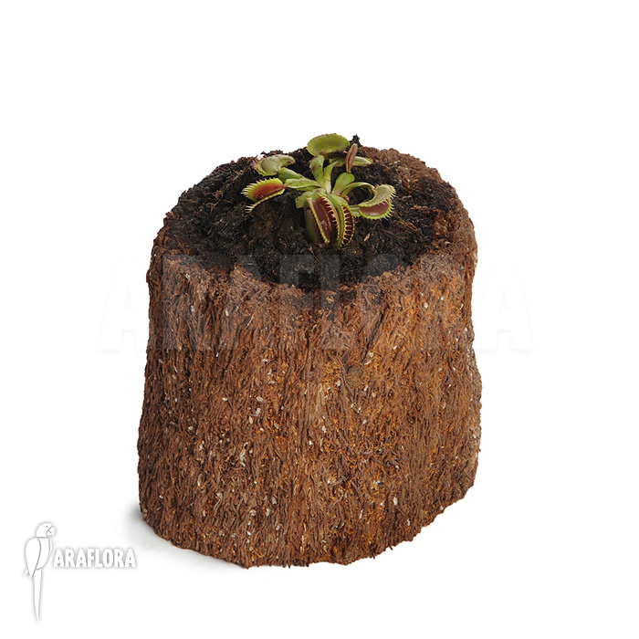 Dionaea muscipula ‚Bitter moon‘