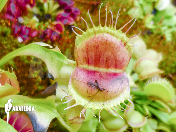 Dionaea muscipula ‚Bloody square‘