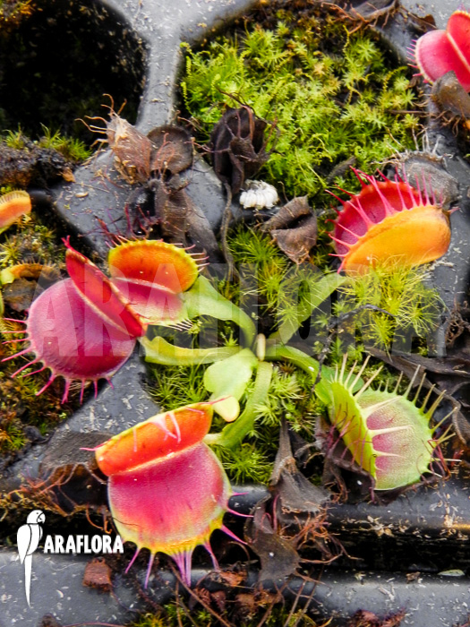 Dionaea muscipula ‚Bloody square‘ Starter