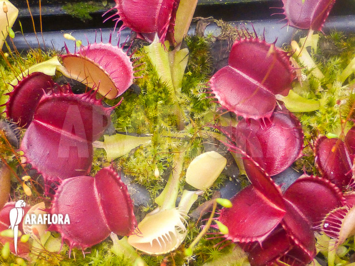 Dionaea muscipula ‚Bloody square‘ Starter