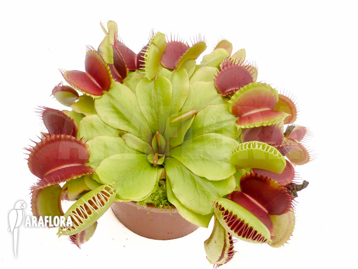 Dionaea muscipula ‚Booby trap‘