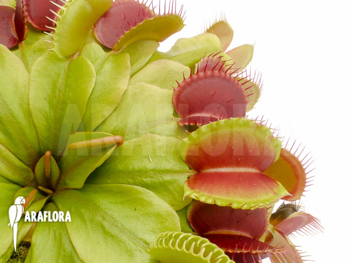 Dionaea muscipula ‚Booby trap‘