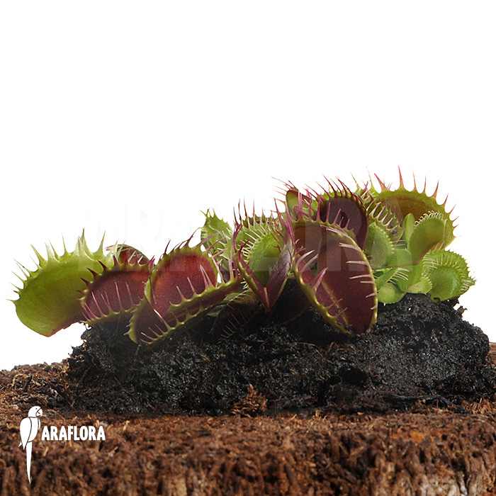 Dionaea muscipula ‚Booby trap‘