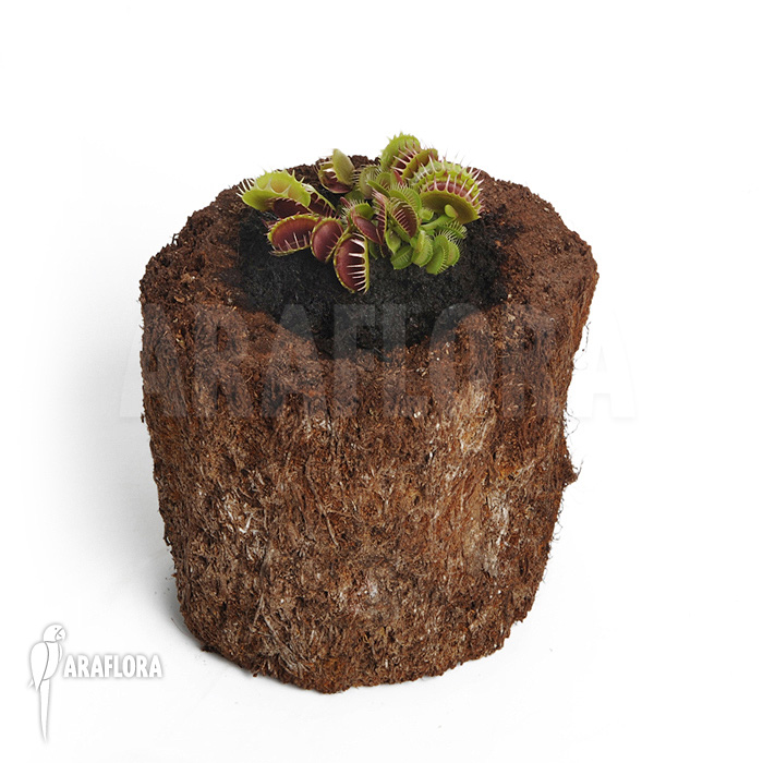 Dionaea muscipula ‚Booby trap‘