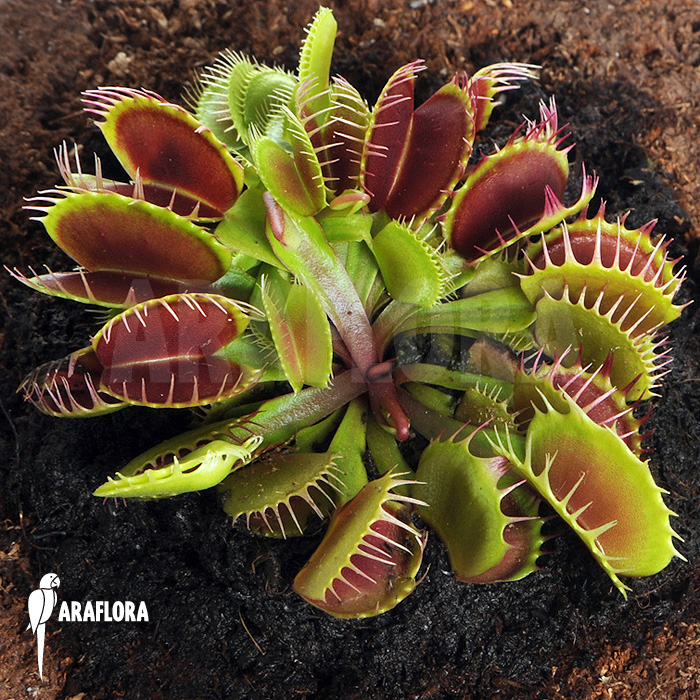 Dionaea muscipula ‚Booby trap‘